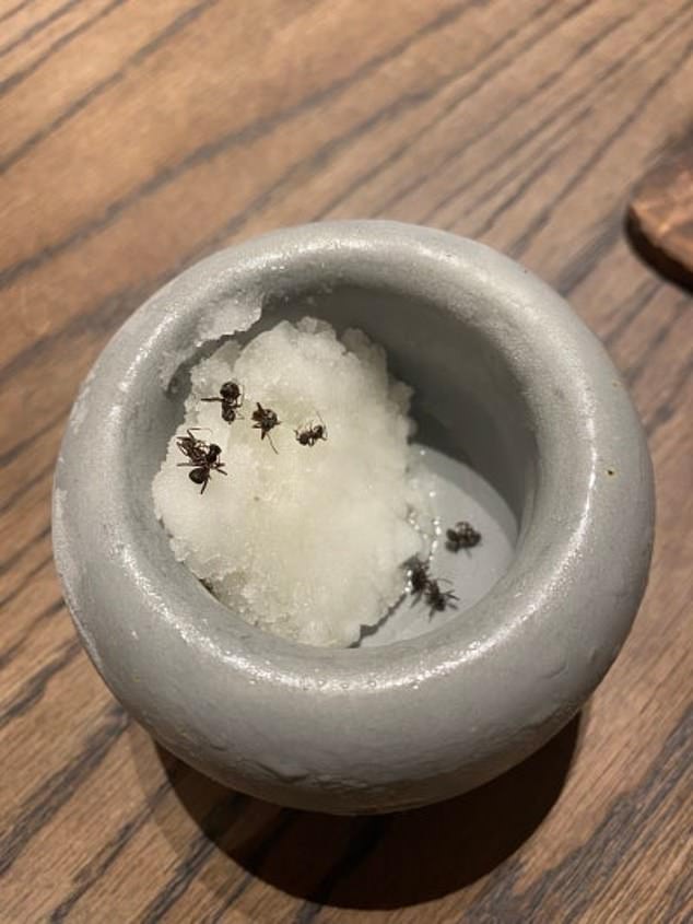 The ants were used as a topping to eye-catching desserts