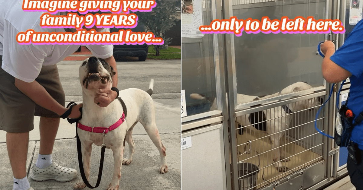 Senior shelter dog gave family unconditional love only to be left alone in a kennel