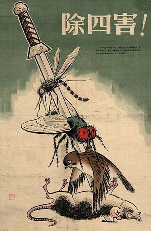 The culling of sparrows through China’s Four Pest Campaign, which lasted from 1958 to 1962, led to mass famine after causing ecological imbalance.