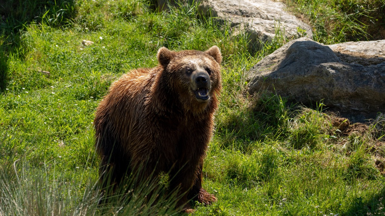 A hiker was mauled by a brown bear on a blind, narrow trail above Anchorage