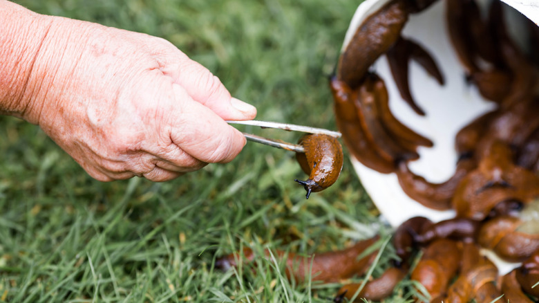 Don't kill the slugs you trap — there's a way to use them in the garden