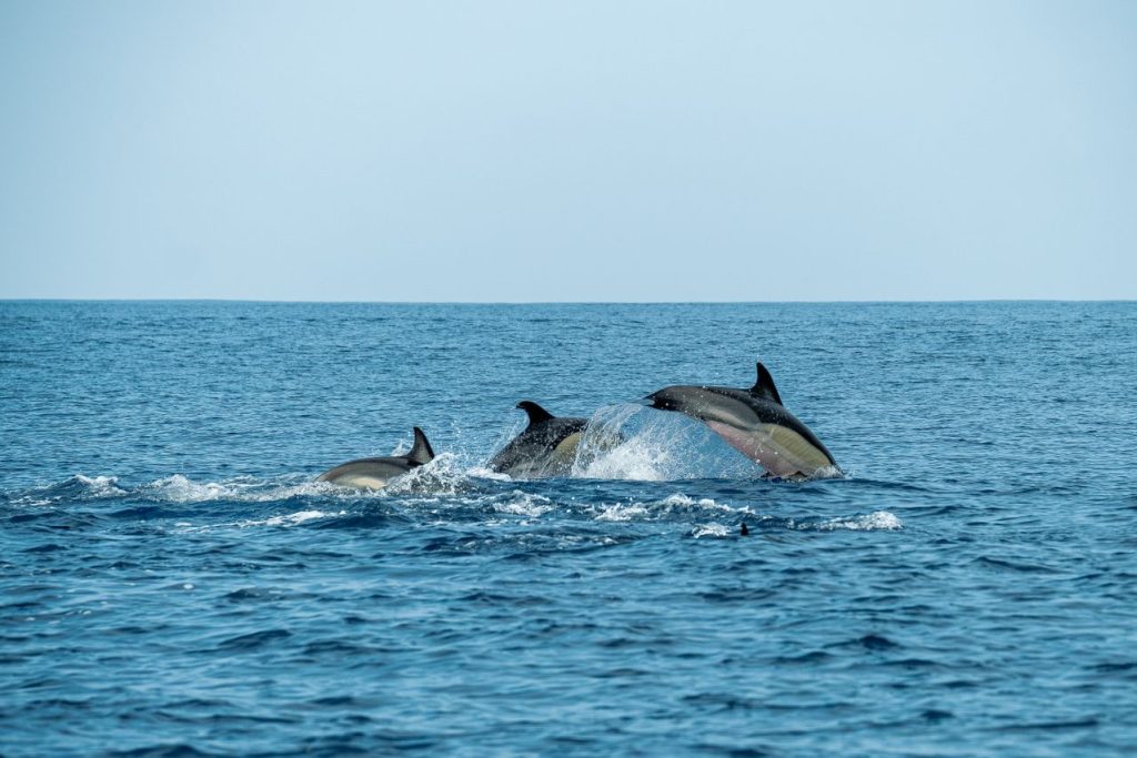 Are dolphins’ social lives being reshaped by humans?