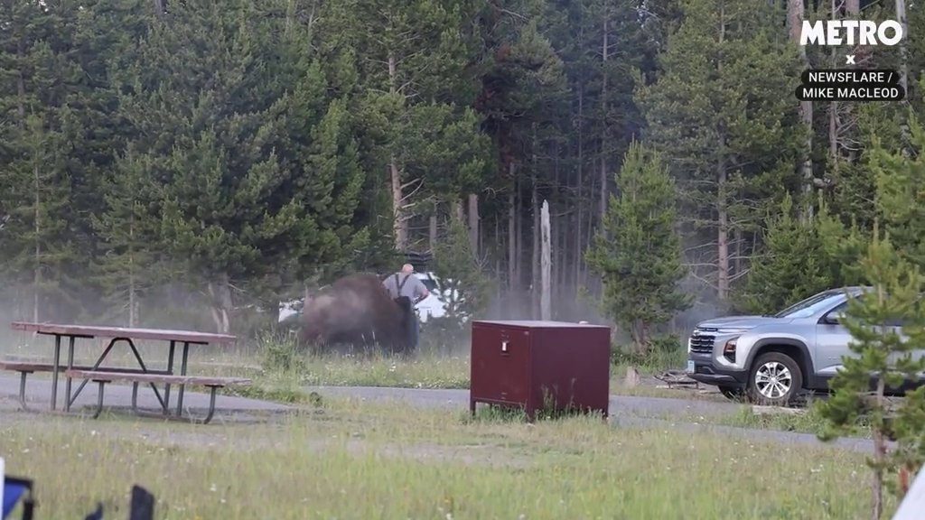 Carl Isom-McDaniel gets hurled in the air by a bison newsflare METROGRAB