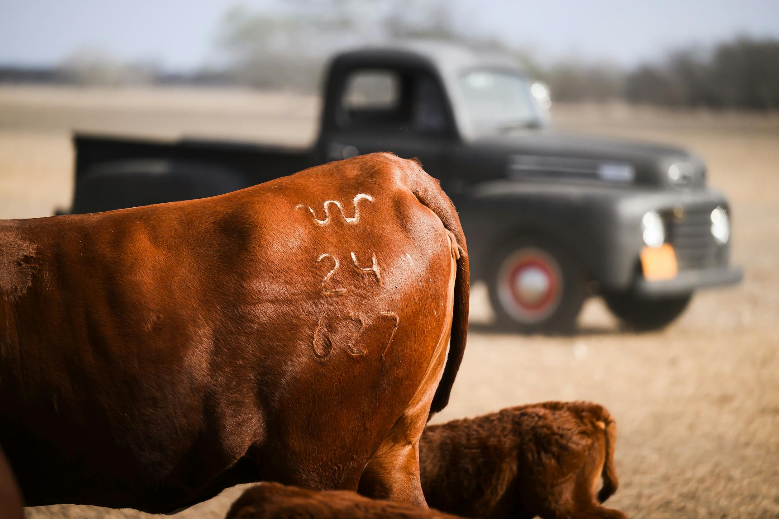 1949 Ford F-1 cattle closeup