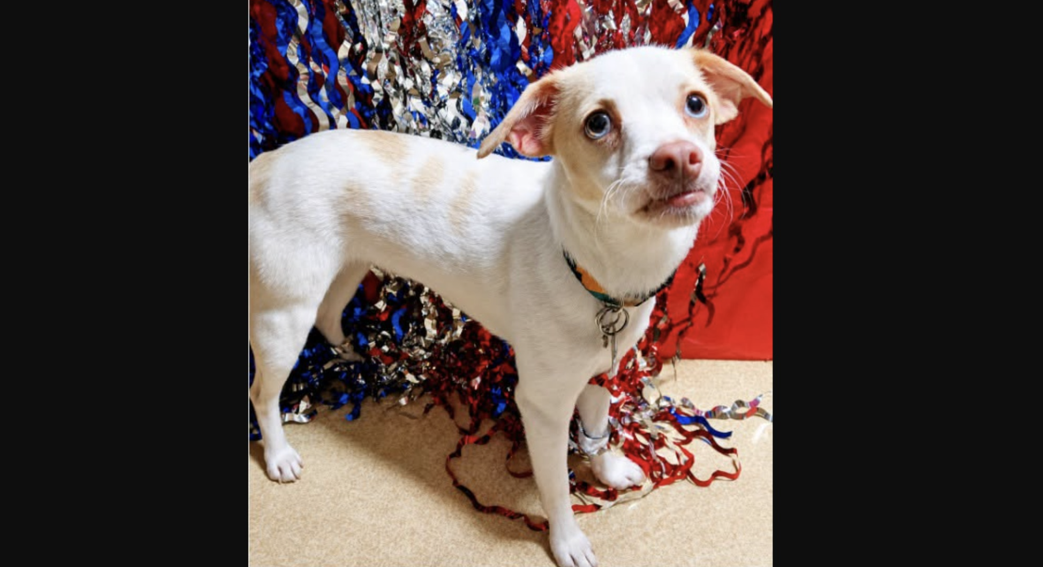 Meet Flossy: The 12-pound survivor still looking for a forever home