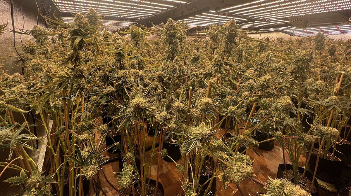 This is among the illegal cannabis grows found by the state of California. Photo: Courtesy California Department of Cannabis Control / Used with Permission.