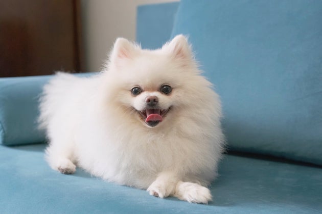 Dog owners say this anti-bark device works like a 'magic switch' — and it's 38% off