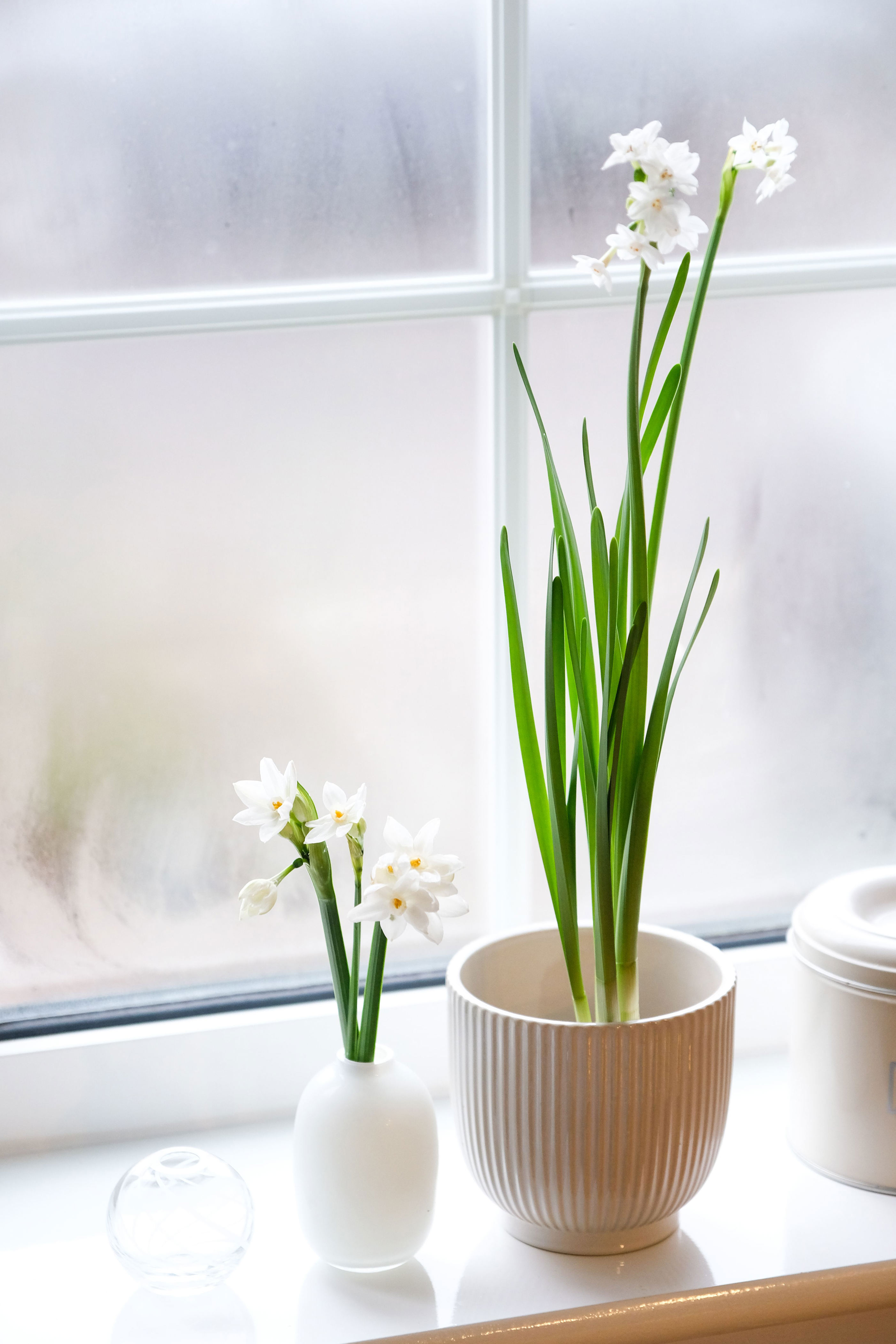 Paperwhites are known for their fresh scent.