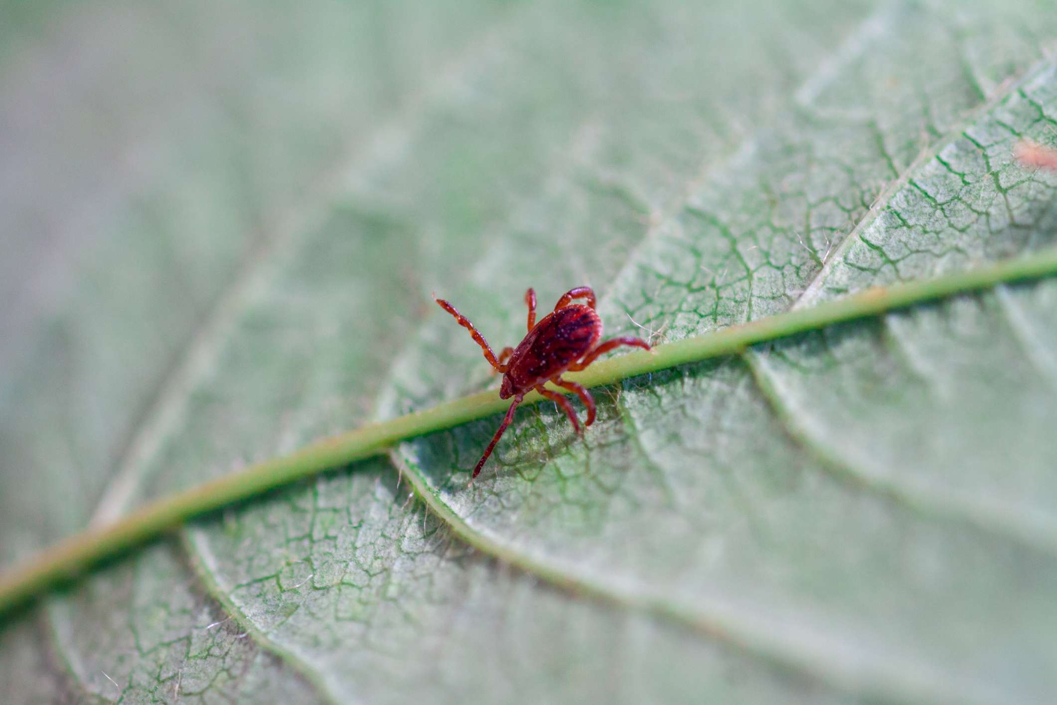 How to get rid of chiggers in your yard safely (and keep them from coming back)
