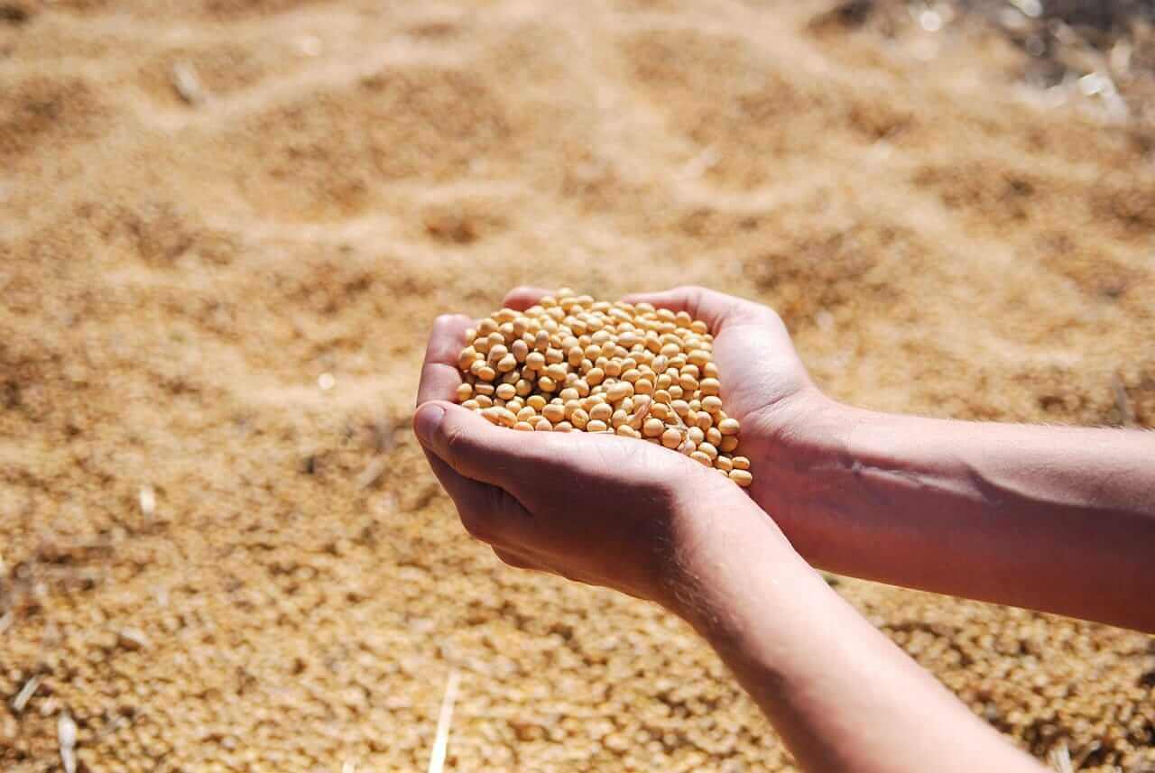 Soybean Meal Prices Keep Heading Higher. How to Trade Them at a 9-Week High.