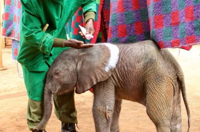 In Kenya, orphan elephant calves get sunscreen because they no longer have mothers for shade