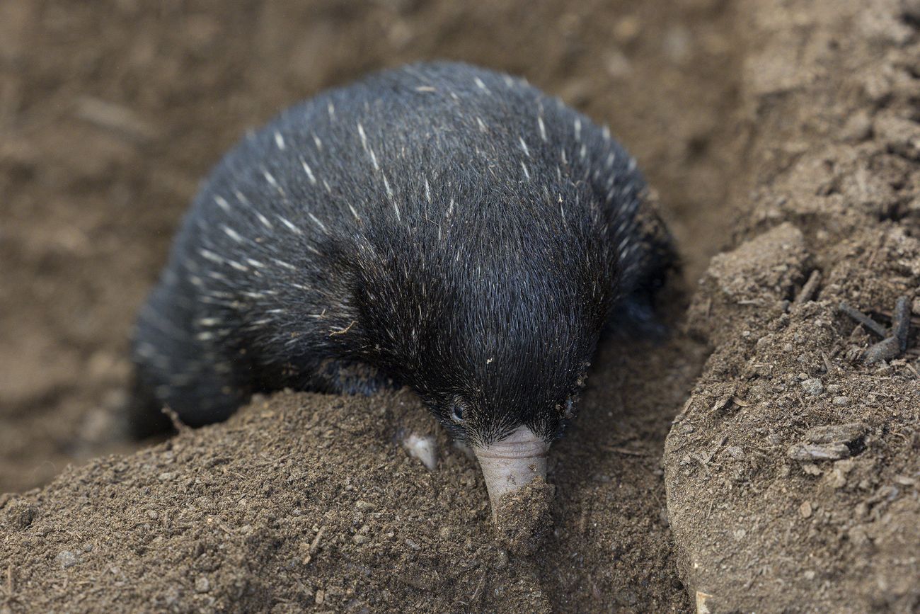 An echidna digging in the dirt