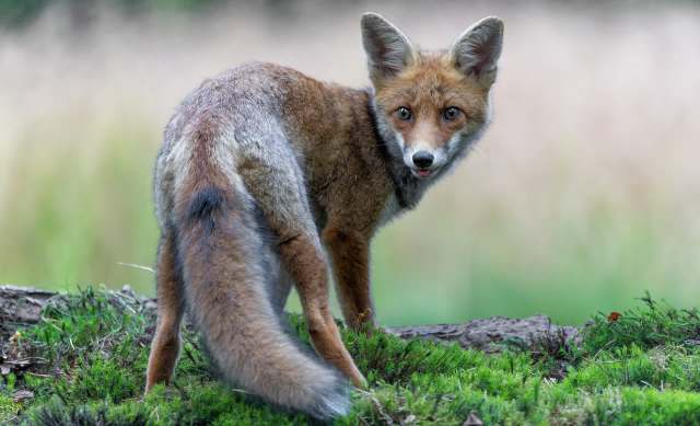 Scarred, scabbed, and missing fur, young fox in England starts recovery from brutal mange