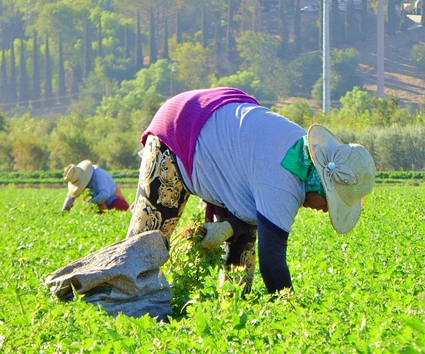 House GOP farm bill draws conservative amnesty fury