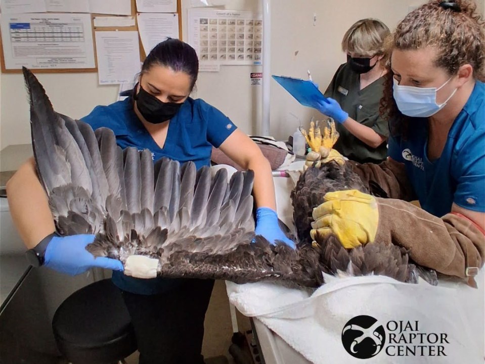 Jackie the bald eagle in critical condition following attack. Here’s the latest on her recovery