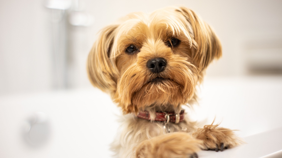 Veterinarians reveal how often your dog really needs a bath