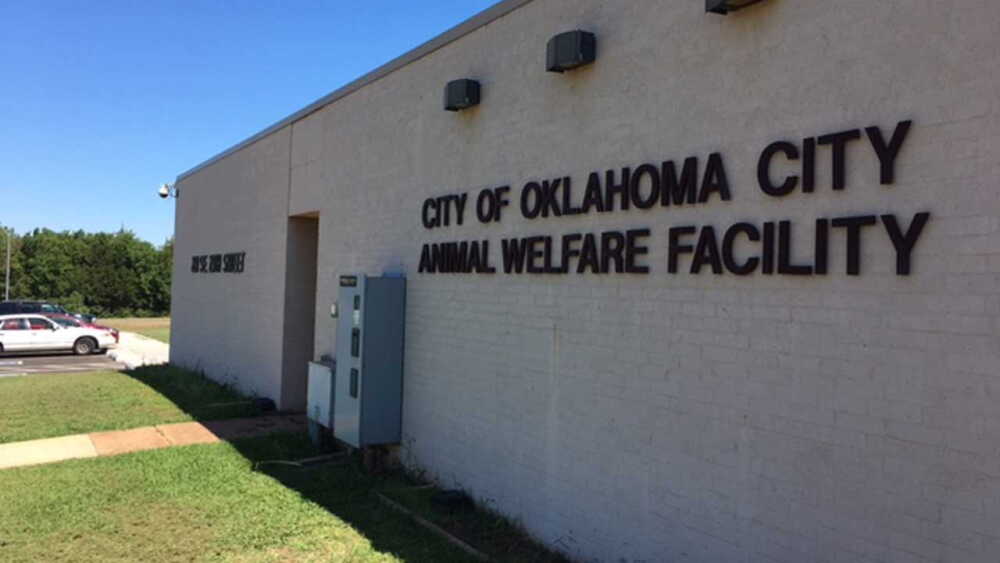 OKC Animal Welfare shares update on 523 animals rescued in June meth bust