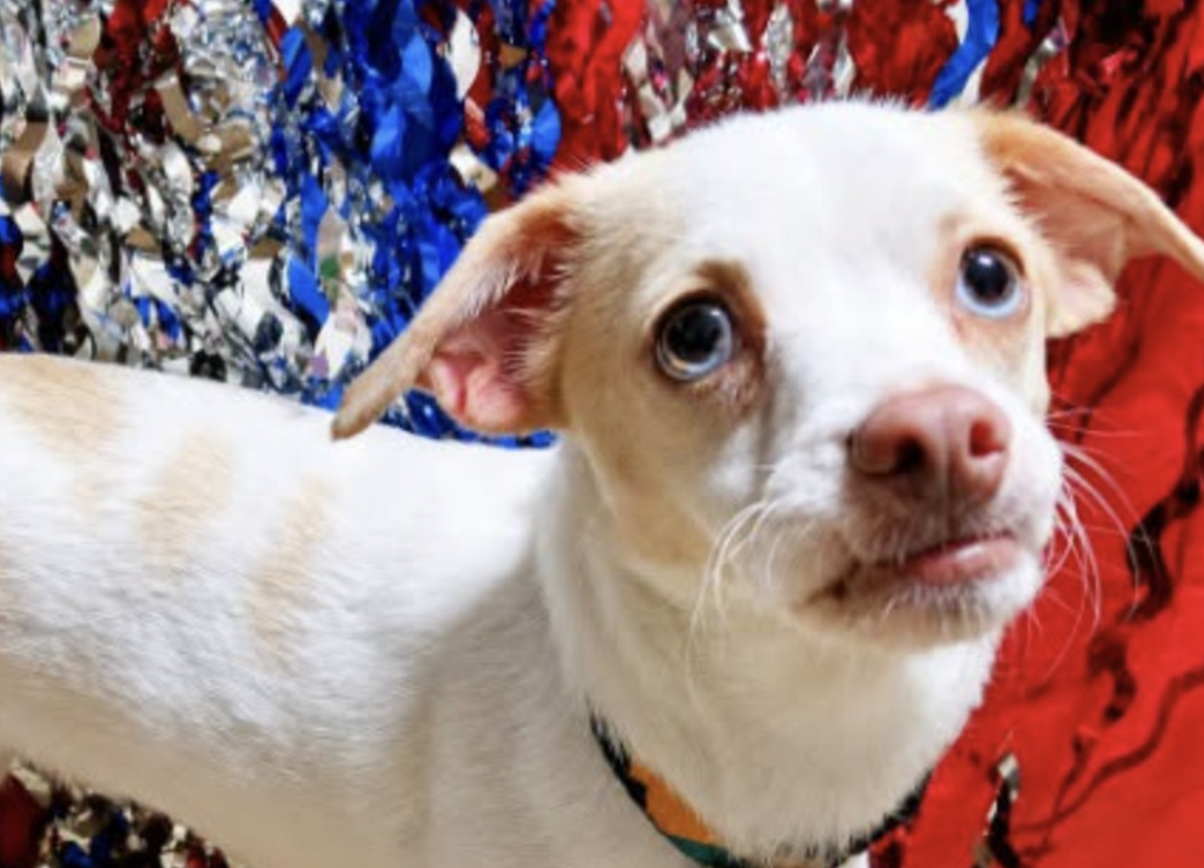 Meet Flossy: The 12-Pound Survivor Still Looking for a Forever Home