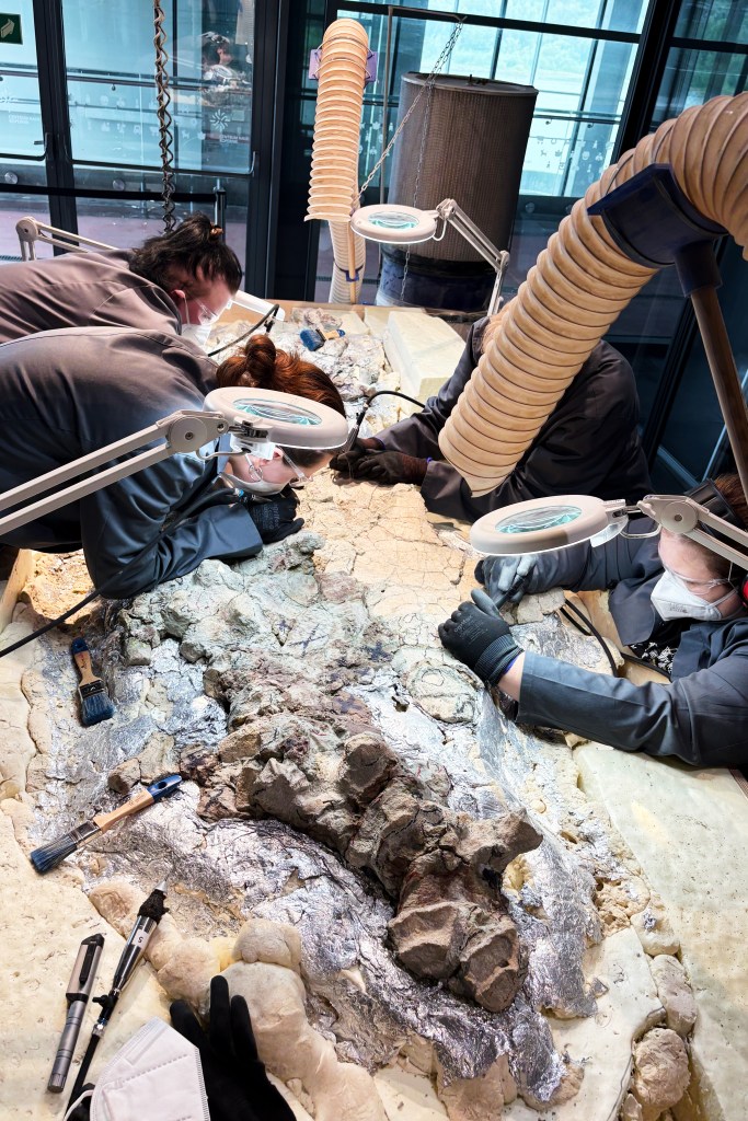 Under the watchful eye of scientists, volunteers clean the skeleton of a mastodonsaurus, a huge amphibian that walked the Earth 240 million years ago, at the Copernicus Science Center in Warsaw, Poland, Tuesday, July 21, 2026. (AP Photo/Claudia Ciobanu)