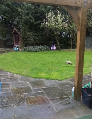 The McCarthys' garden before the Leylandii trees were first touched in 2020