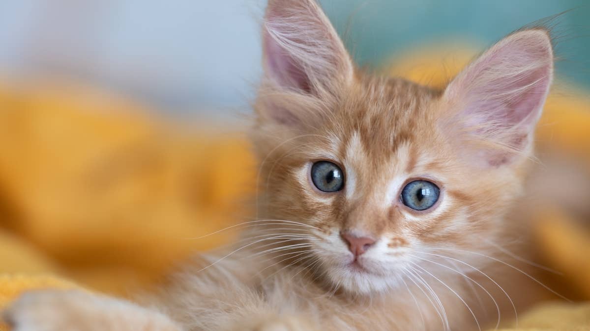 This orange mama cat had seven orange babies, and every one has typical orange cat energy