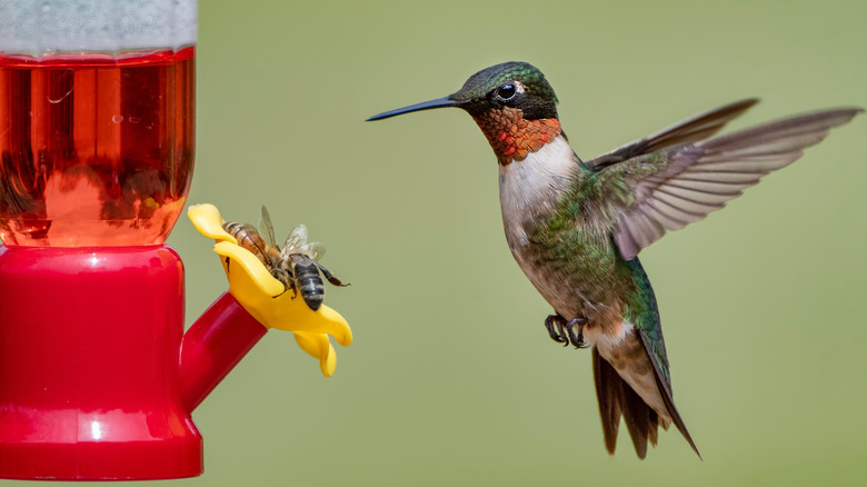The Overlooked Downside To DIY Hummingbird Feeders That You Should Watch For