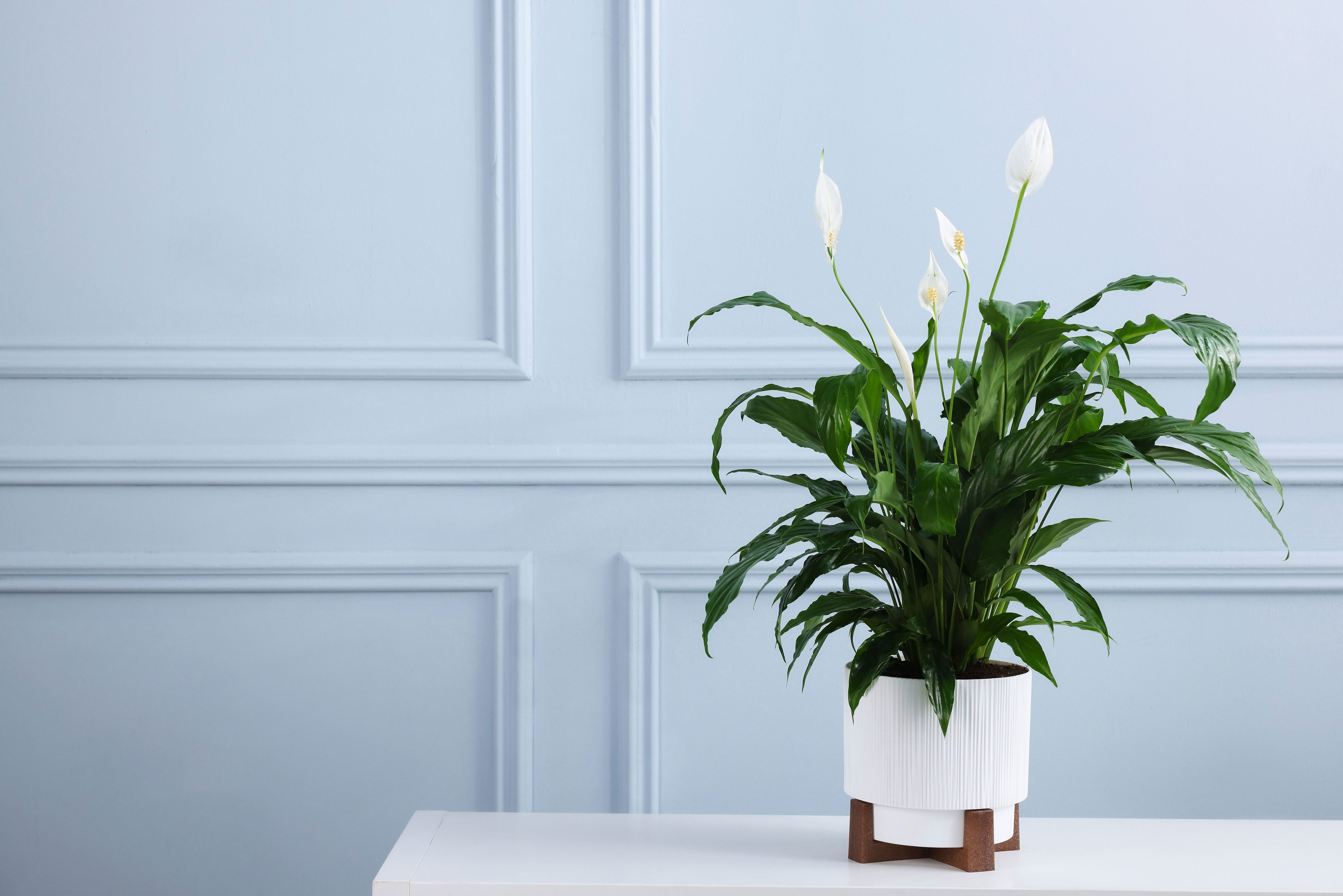 11 indoor flowering plants for bold blooms that last