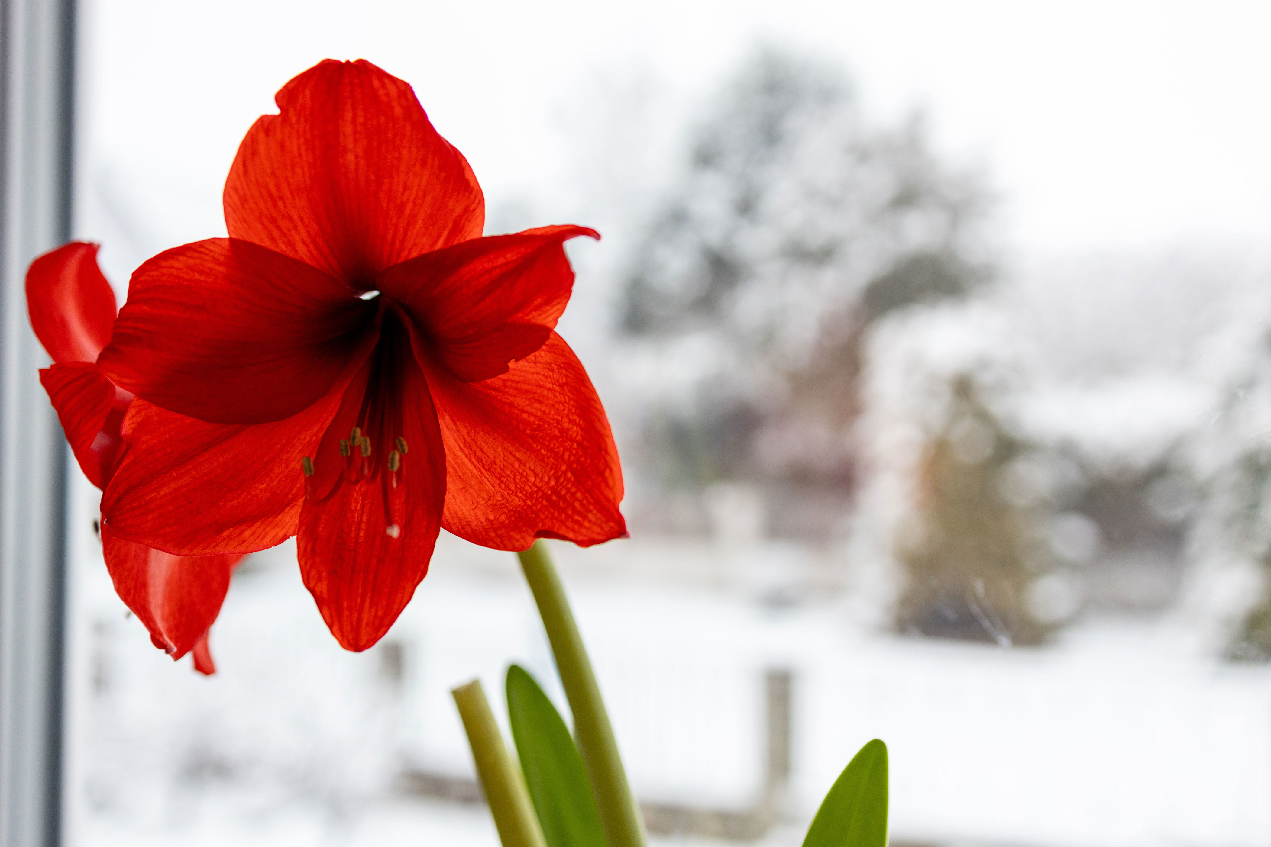 Red amaryllis is popular for its bright-red appearance around the winter holidays.
