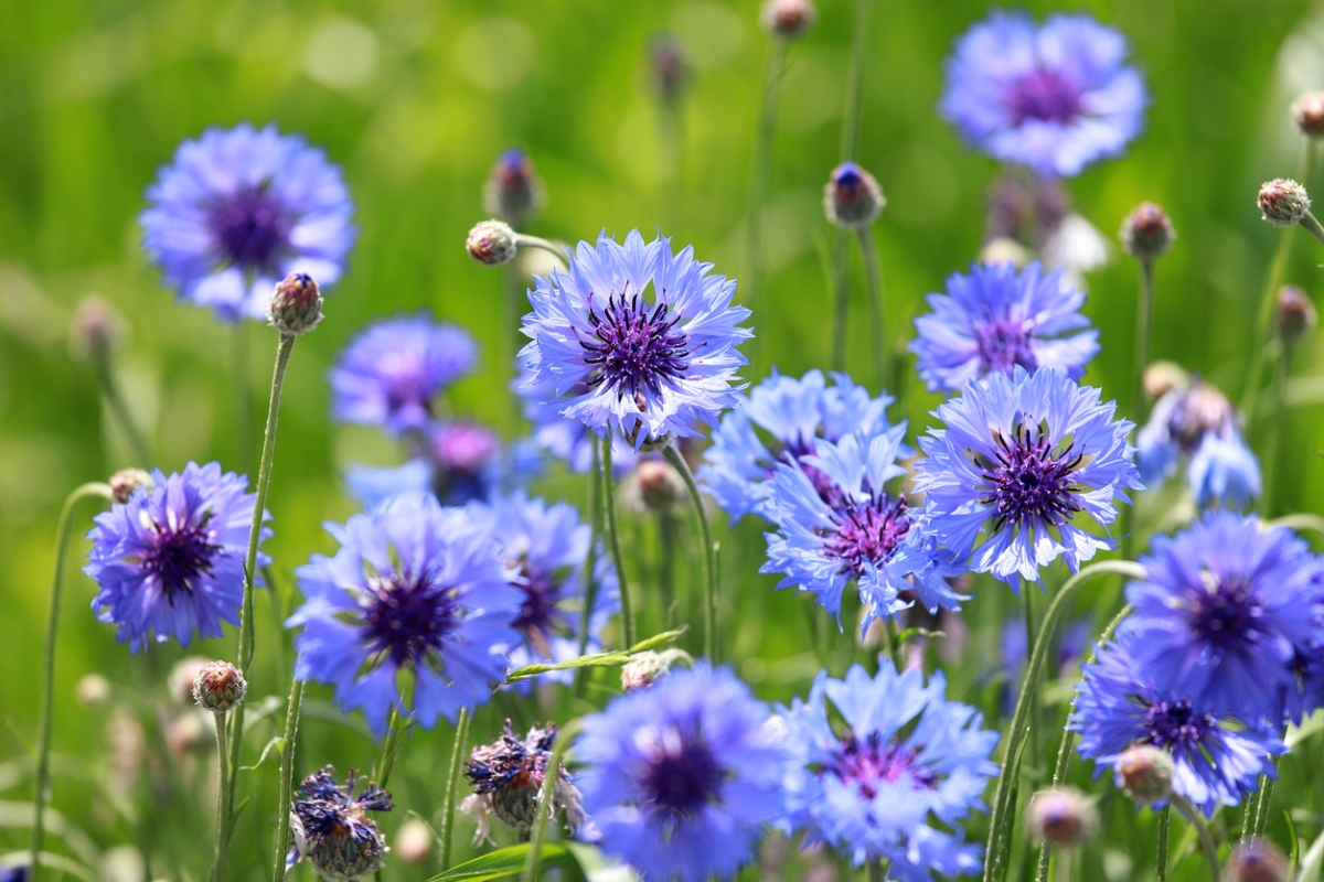 Photo: iStock