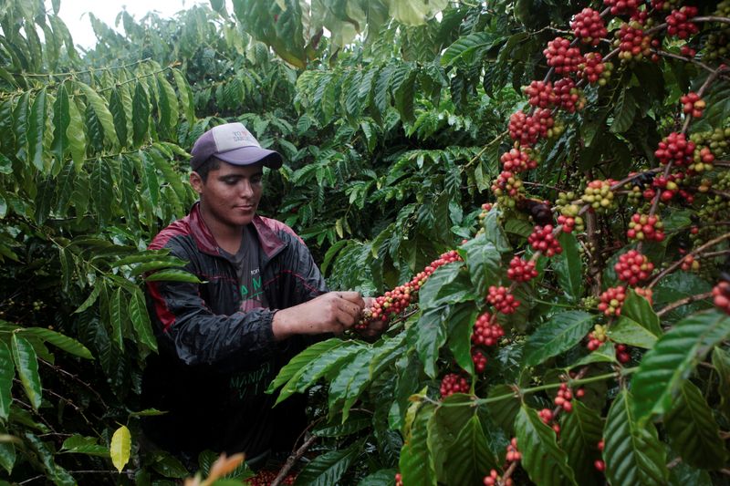 US coffee drinkers could pay more if Trump punishes Nicaragua's election ban