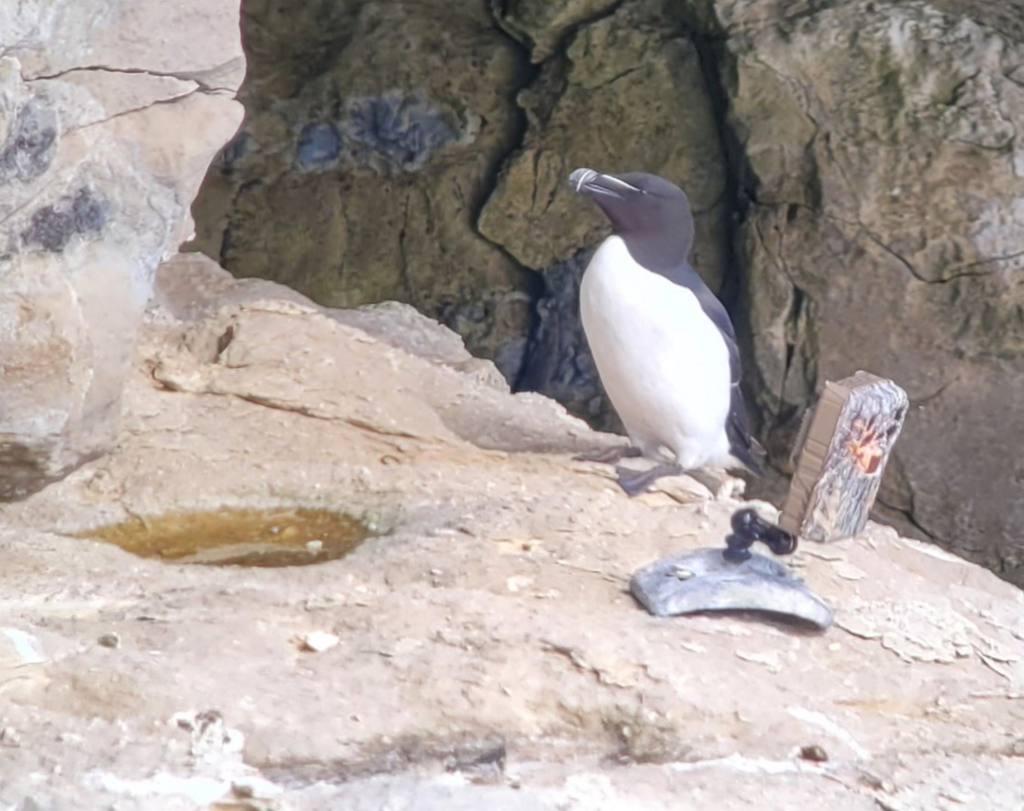 First puffin chick spotted in over 30 years at shore
