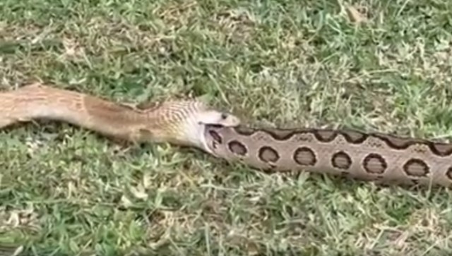 Video shows an Indian cobra swallowing a viper whole, and not everyone thinks it will stay down