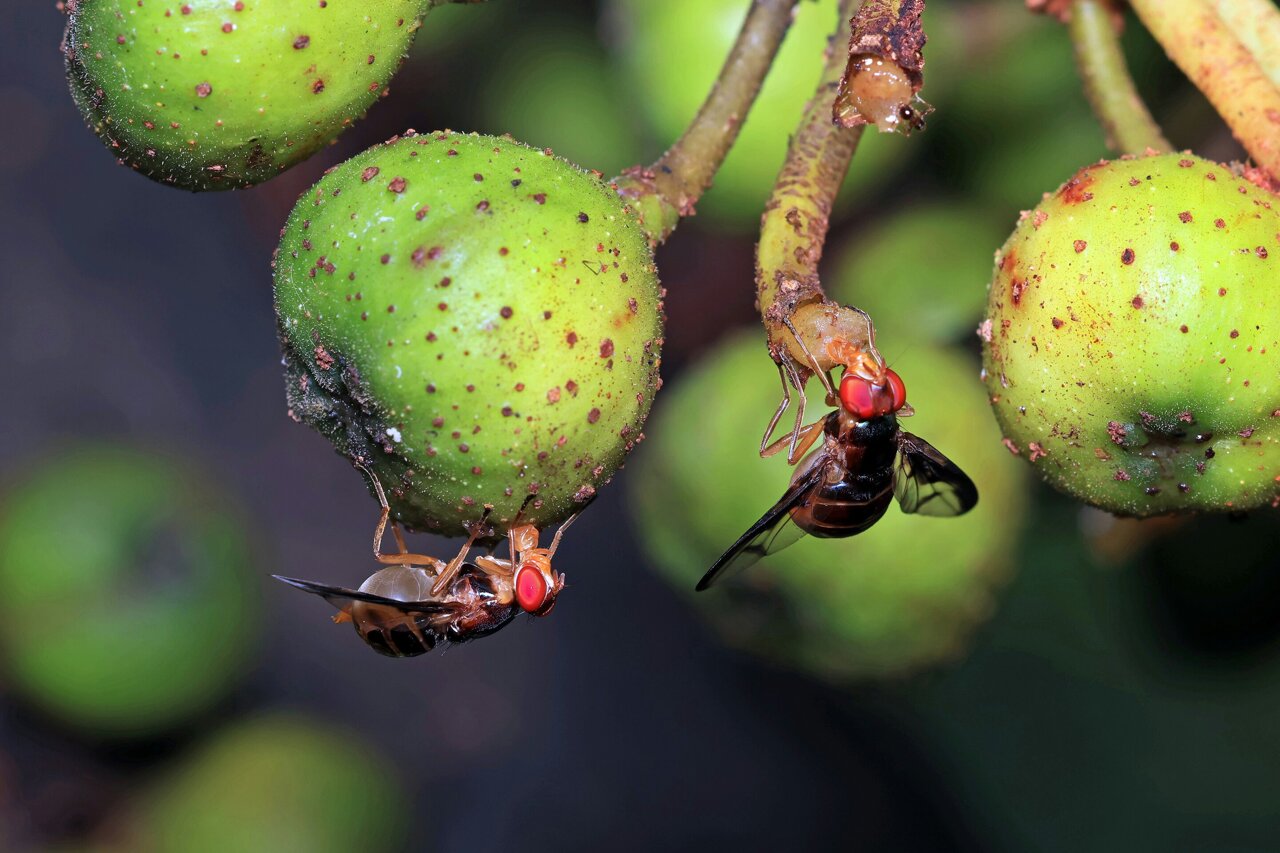 Fruit flies turn fleeting scent puffs into directional memories, study finds