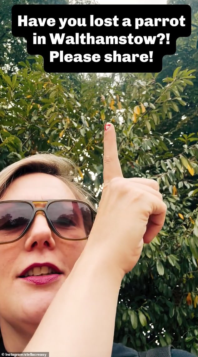 Stella Creasy launched an appeal yesterday for owners of a missing parrot she claimed to have spotted in the trees in a north London park