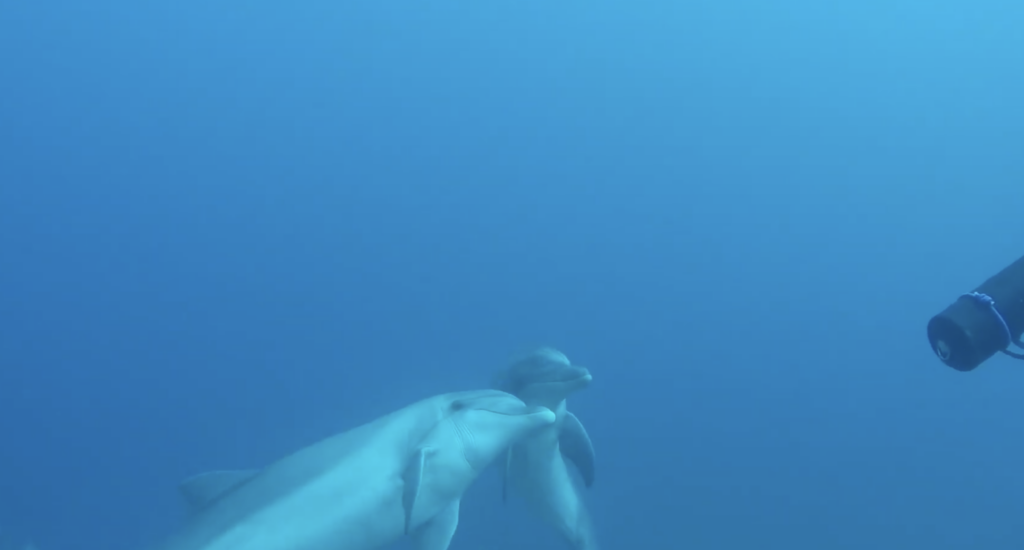 Dolphins Aren’t Always as Friendly as You Think