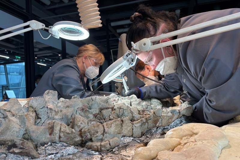 Under the watchful eye of scientists, volunteers clean the skeleton of a mastodonsaurus, a huge amphibian that walked the Earth 240 million years ago, at the Copernicus Science Center in Warsaw, Poland, Tuesday, July 21, 2026. (AP Photo/Claudia Ciobanu)
