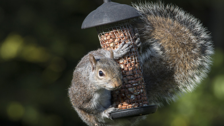 If squirrels won't stay out of your bird feeder, try this genius pie pan hack