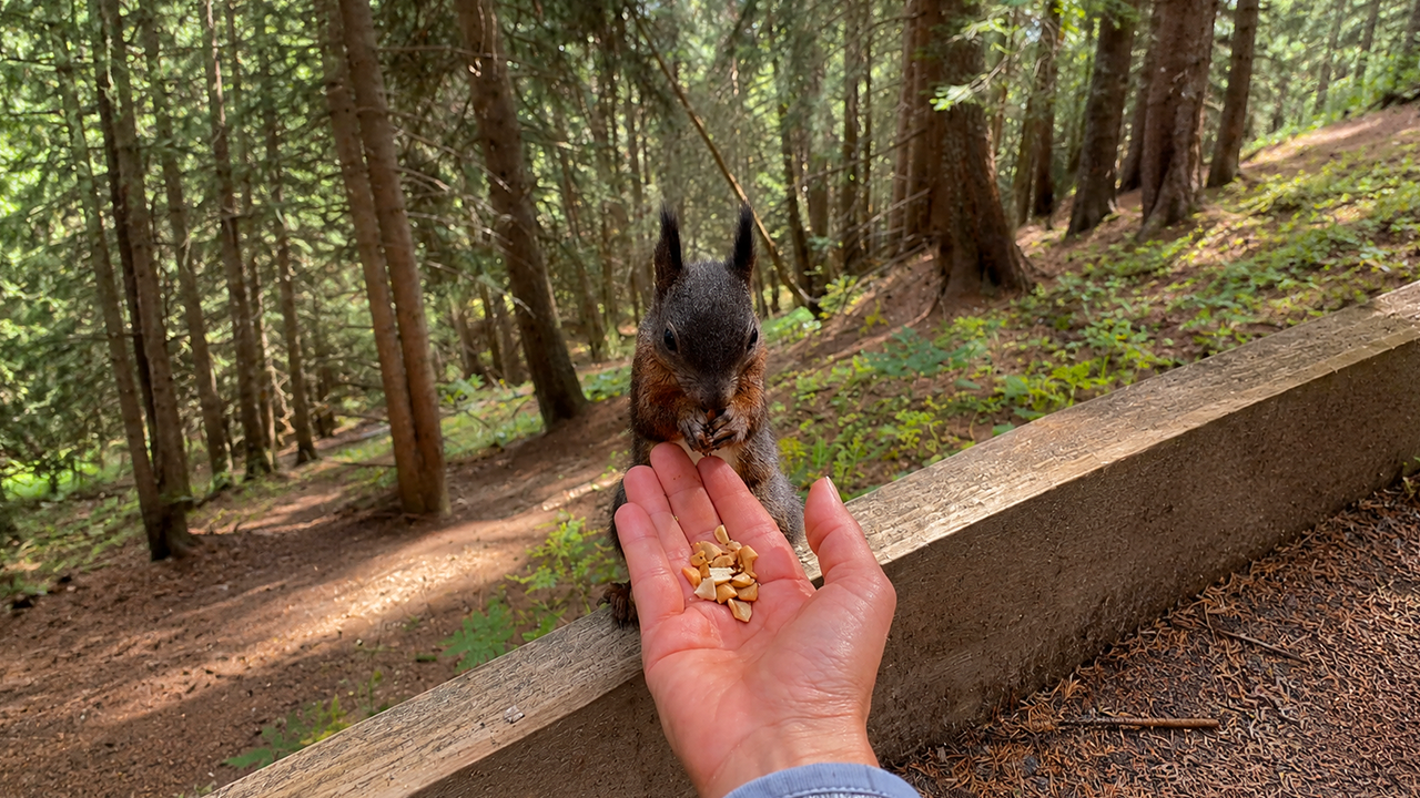 Watch the emotional moment between a human and a squirrel during feeding