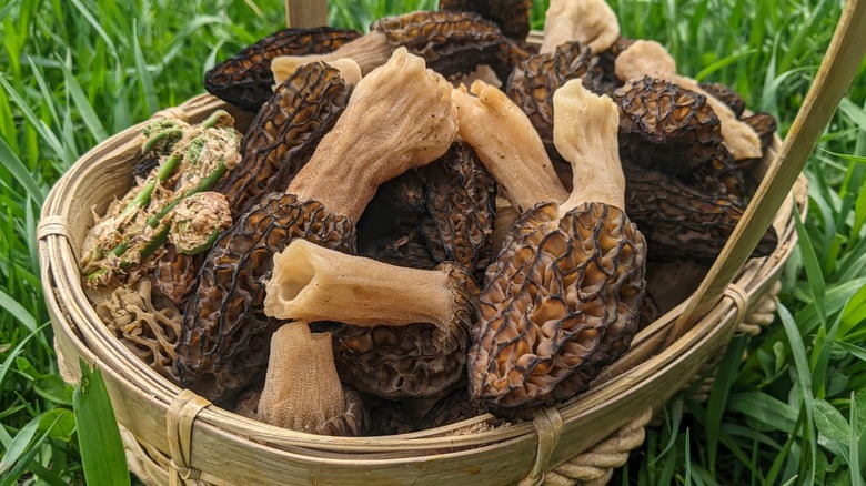 The Sweet And Earthy Ingredient Native To Idaho That Gives Dishes A Complex Profile