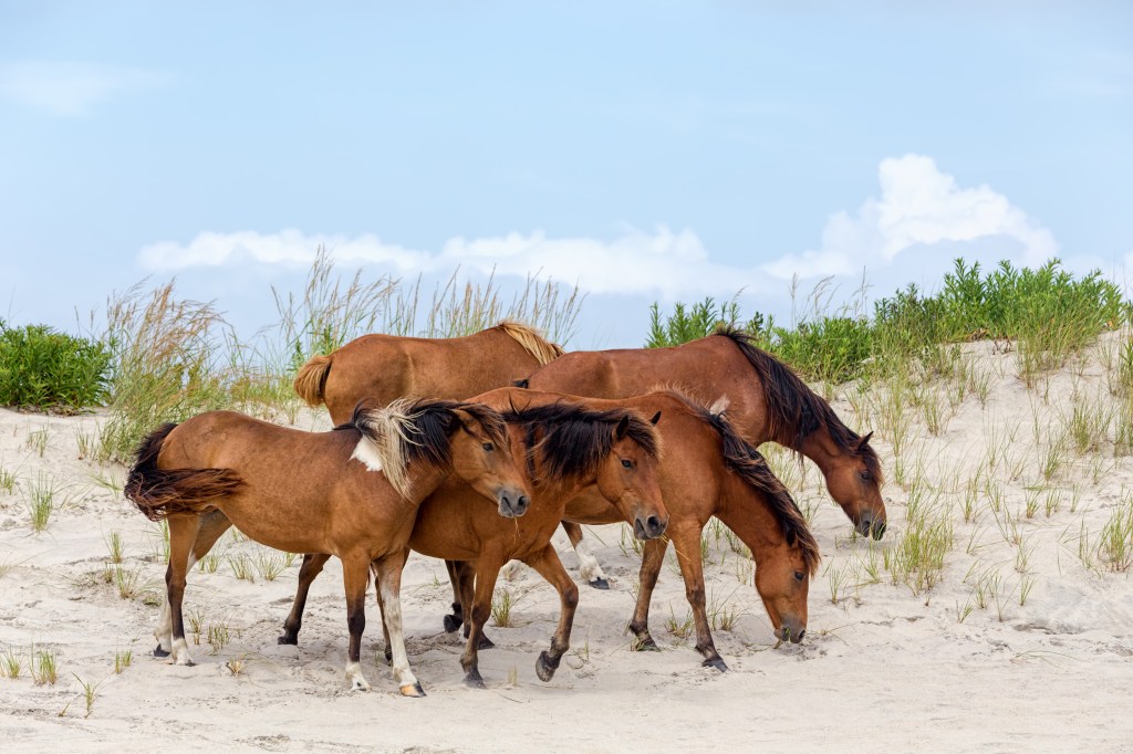 Wild ponies on Assateague Island on a beach in Maryland.