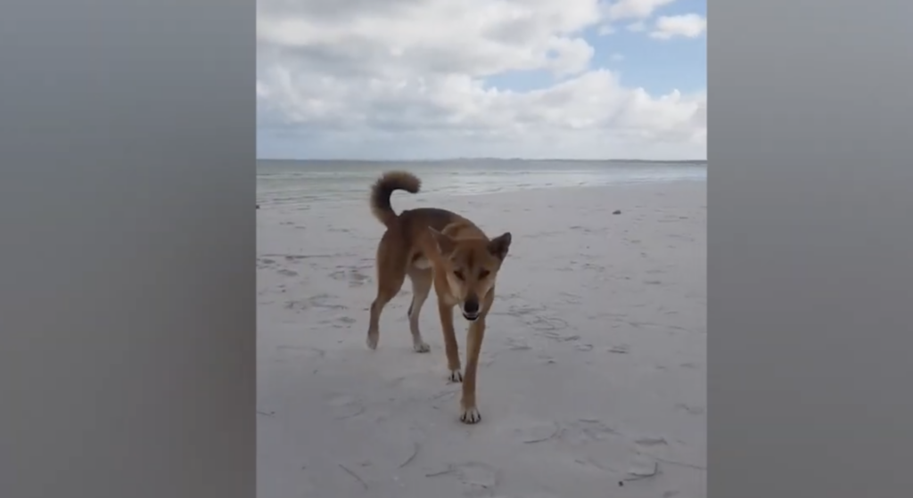 What to Do the Moment a Dingo Comes at You