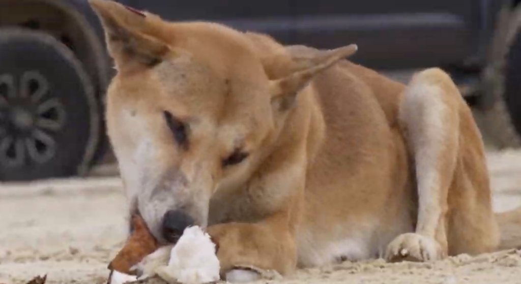 What to Do the Moment a Dingo Comes at You