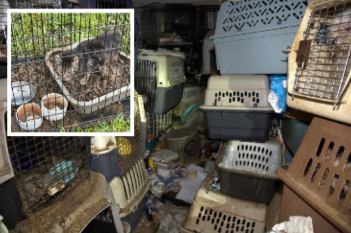 80 cats found in home of mail carrier who collected strays along route