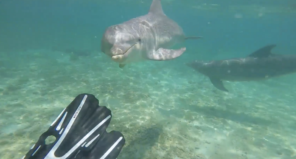 Dolphins Aren’t Always as Friendly as You Think