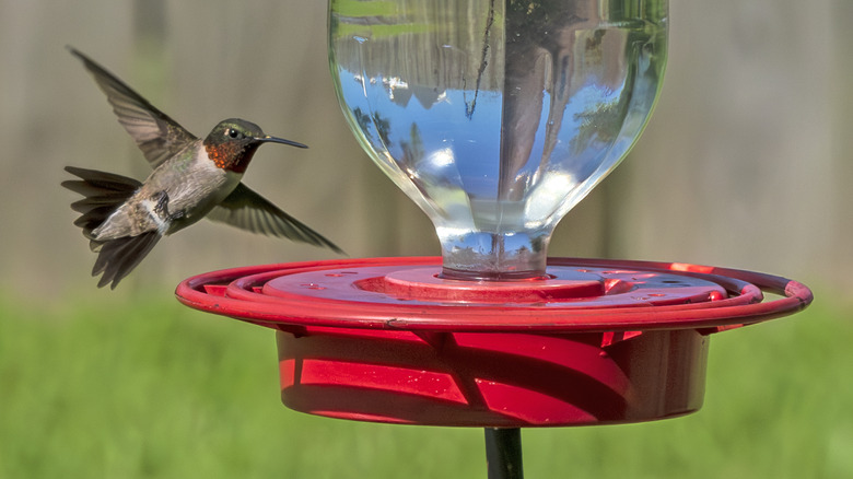 The Overlooked Downside To DIY Hummingbird Feeders That You Should Watch For