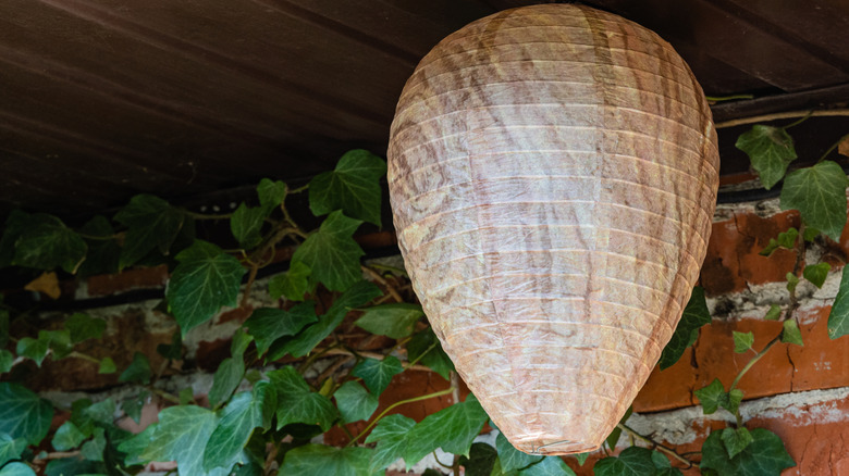 Helpful Tips To Keep Wasps Away From Your Hummingbird Feeder