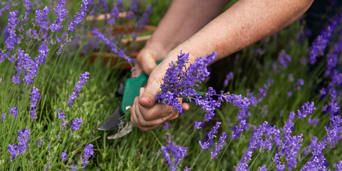 What to Do with Lavender After Flowering