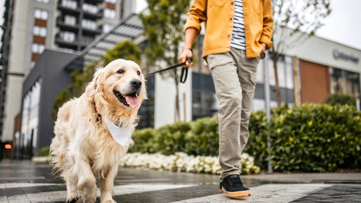 This reversible raincoat for dogs is cute and keeps them dry