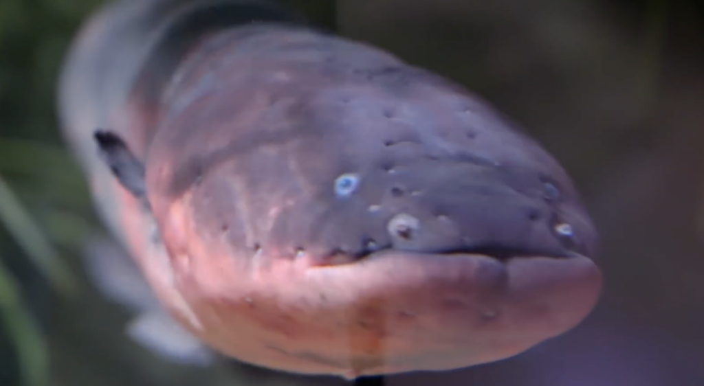 How to Survive an Electric Eel Shock and What Happens to Your Body