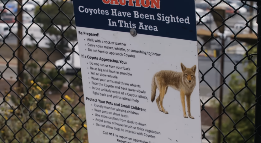 What to Do if a Rabid Coyote Comes Straight at You